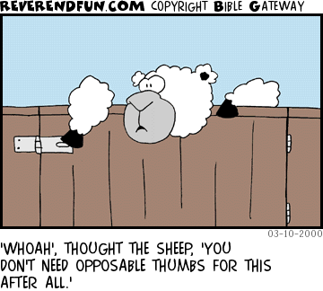 DESCRIPTION: Sheep messing with lock on fence CAPTION: 'WHOAH', THOUGHT THE SHEEP, 'YOU DON'T NEED OPPOSABLE THUMBS FOR THIS AFTER ALL.'