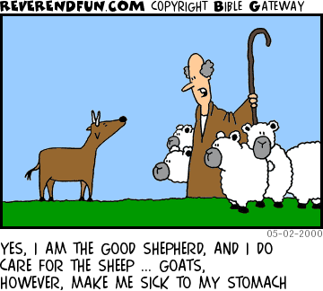 DESCRIPTION: Shepherd with sheep talking to a goat CAPTION: YES, I AM THE GOOD SHEPHERD, AND I DO CARE FOR THE SHEEP ... GOATS, HOWEVER, MAKE ME SICK TO MY STOMACH