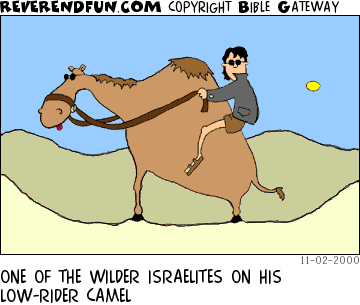 DESCRIPTION: Man on camel with really short back legs CAPTION: ONE OF THE WILDER ISRAELITES ON HIS LOW-RIDER CAMEL