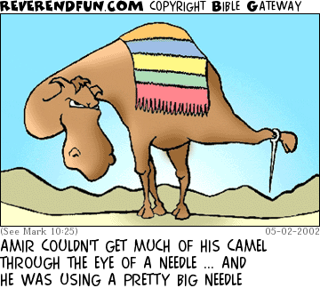 DESCRIPTION: Camel with a giant needle stuck on its foot CAPTION: AMIR COULDN'T GET MUCH OF HIS CAMEL THROUGH THE EYE OF A NEEDLE ... AND HE WAS USING A PRETTY BIG NEEDLE