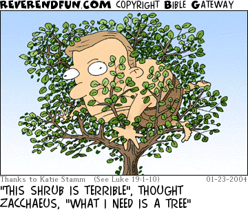 DESCRIPTION: Zacchaeus stuck in a shrub CAPTION: "THIS SHRUB IS TERRIBLE", THOUGHT ZACCHAEUS, "WHAT I NEED IS A TREE"