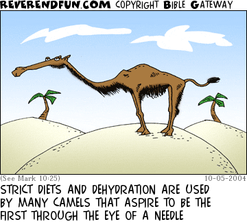 DESCRIPTION: A skinny camel CAPTION: STRICT DIETS AND DEHYDRATION ARE USED BY MANY CAMELS THAT ASPIRE TO BE THE FIRST THROUGH THE EYE OF A NEEDLE