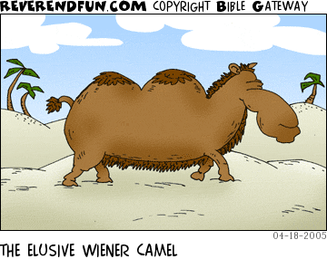 DESCRIPTION: A camel with the shape of a wiener dog CAPTION: THE ELUSIVE WIENER CAMEL