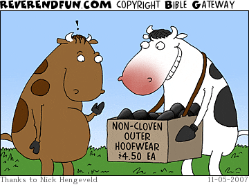 DESCRIPTION: A cow peddling non-cloven outer hoofwear CAPTION: 