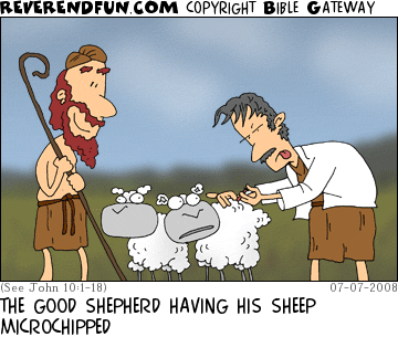 DESCRIPTION: Shepherd looking on while a vet microchips his sheep CAPTION: THE GOOD SHEPHERD HAVING HIS SHEEP MICROCHIPPED