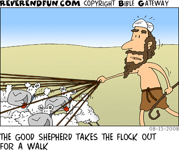 DESCRIPTION: Shepherd walking a bunch of sheep CAPTION: THE GOOD SHEPHERD TAKES THE FLOCK OUT FOR A WALK