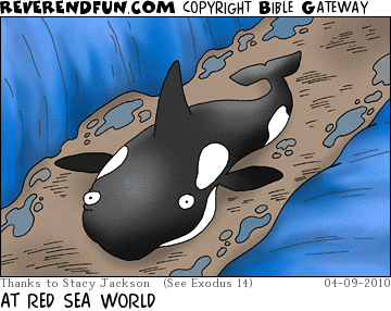 DESCRIPTION: A killer whale laying on the ground with the water parted around him CAPTION: AT RED SEA WORLD