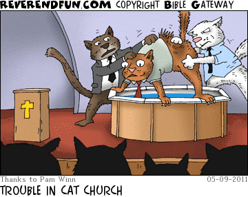 DESCRIPTION: Cats trying to baptize one of their own CAPTION: TROUBLE IN CAT CHURCH