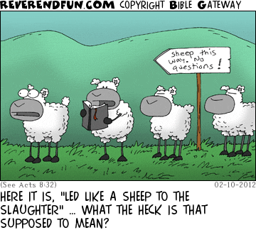 DESCRIPTION: Sheep in line, one reading from the Bible CAPTION: HERE IT IS, "LED LIKE A SHEEP TO THE SLAUGHTER" … WHAT THE HECK IS THAT SUPPOSED TO MEAN?