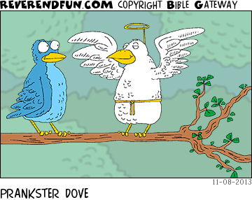DESCRIPTION: A white dove making like an angel to confuse another bird. CAPTION: PRANKSTER DOVE